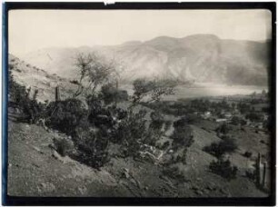 Dornbusch bei Cotagaita