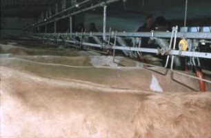 Fotografie: Milchviehhaltung, Anbindestall, Kuhtrainer