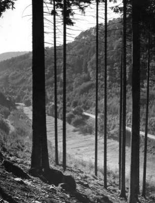 Pfälzer Wald lt. Heft 107 : Landschaftsausschnitt im Pfälzer Wald
