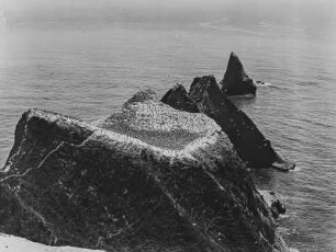 Cape Kidnappers : Das Cape Kidnappers mit einzelnen Felsen im Meer. Im Vordergrund eine große Gruppe Vögel