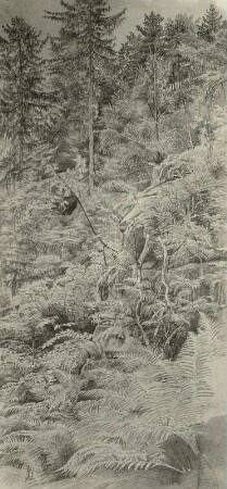 Bewaldeter Berghang