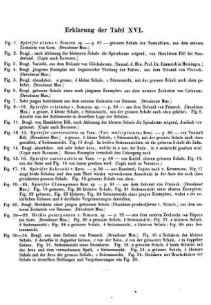 Erklärung der Taf. XVI.
