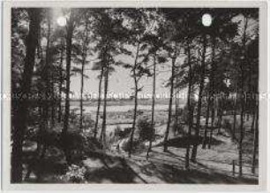 Geesthacht, Wald
