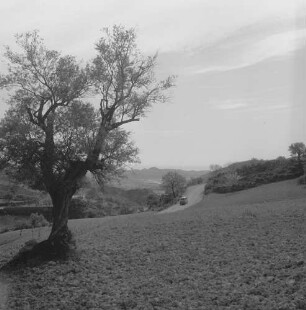 Stilo, Blick in die Landschaft mit altem Baum