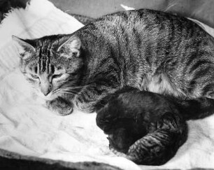 Tiere. Kätzchen. Katzenmutter mit Jungen