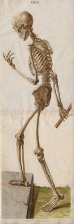 Tabulae Osteologicae Seu Omnium Corporis Humani Perfecti Ossium Imagines Ad Ductum Naturae Tam Sigillatim Quam In Ordinaria Connexione Secundum Habitum Suum Externum Magnitudine Naturali