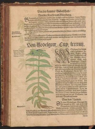 Von Modelgeer, Cap. LXXXIIII