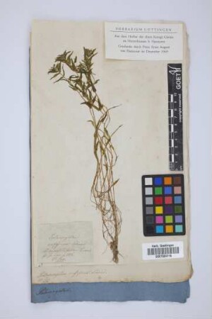 Potamogeton rufescens Schrad.