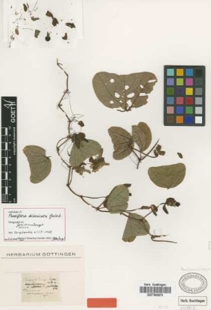 Passiflora divaricata Griseb. [lectotype]