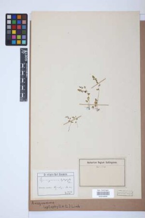 Anogramma leptophylla (L.) Link, 1841