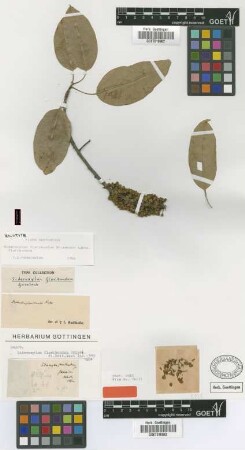 Sideroxylon floribundum Griseb. [holotype]