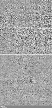 Lilienschild + ICH / KB 1 = S.7/8+15/16