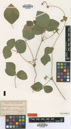 Calopogonium orthocarpum Urb. [type]