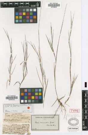 Panicum neuranthum Griseb.