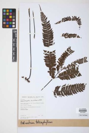 Adiantum tetraphyllum
