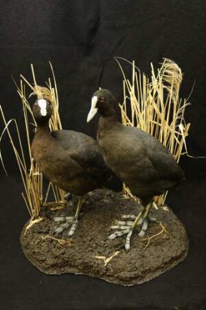 Fulica atra