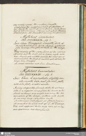 Mytilus lanceolatur. Tab. CCCCXXXIX. - fig. 2
