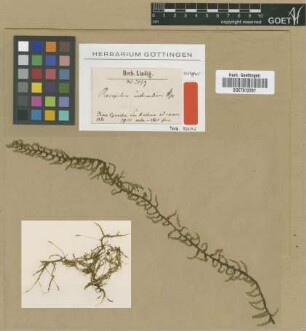 Racopilum intermedium Hampe [isotype]
