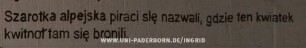 Szarotka alpejska piraci slę nazwali, gdzie ten kwiatek kwitnot tam się bronili.