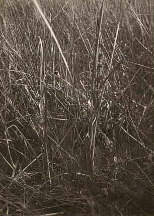 Einfacher Igelkolben (Sparganium emersum; syn. Sparganium simplex W.Hudson, nom. illeg.)