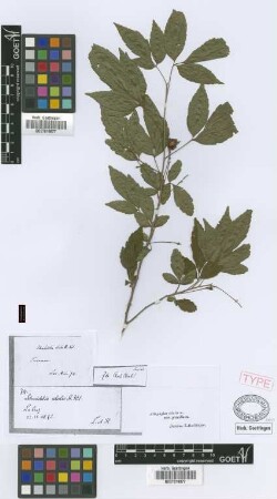 Schmidelia edulis A.St.-Hil., A.Juss. & Cambess.