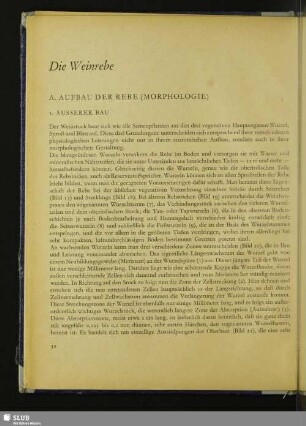 Die Weinrebe