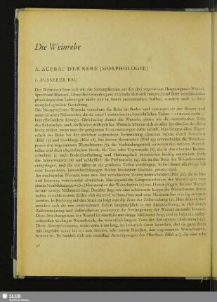 Die Weinrebe