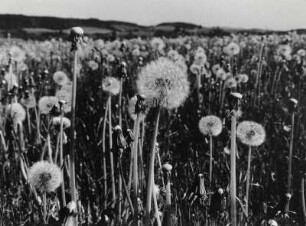 Wiese mit Pusteblumen, Löwenzahn