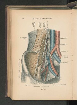 Fig. 361. Topographie der hinteren Bauchwand.