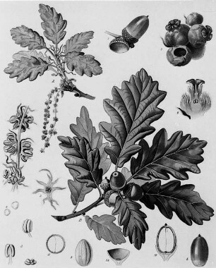 Steineiche (Quercus sessiliflora), farbig : Geographie | Wirtschaftsgeographie | Gerb-, Flecht- und Papierstoffe liefernde Pflanzen | Holzliefernde Pflanzen; Futterpflanzen
