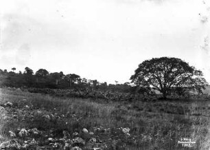 Busch- und Strauchvegetation : Blick über Grasland auf busch- und strauchartige Vegetation neben einem Baum. Im Hintergrund Wald.