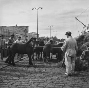 Islandponys am Kai : Männer mit Islandponys im Hafen am Kai nach dem Pferdemarkt. Im Hintergrund Hafengebäude