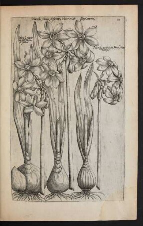 Taf. 23. [Narcissus]
