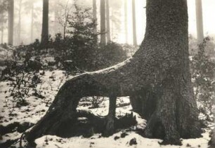 Sachsen. Osterzgebirge. Wohl Herrenwald bei Glashütte. Stelzwurzel einer Fichte