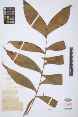 Chamaedorea sp nova[type]