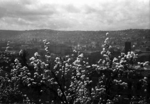 Stuttgart: Blick vom Kanonenweg durch Blüten zum Bahnhof