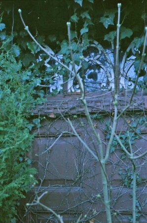 Dorfstraße (13): Detailaufnahme: Eingangstür mit Oberlicht, zugewachsen mit Kletterpflanzen