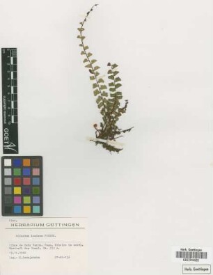 Adiantum incisum Forssk.