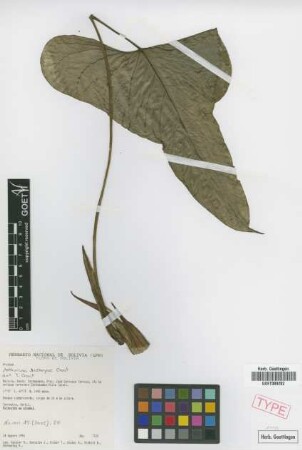 Anthurium acebeyae Croat [paratype]