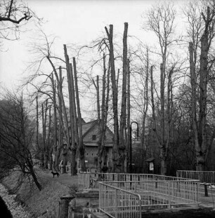Mühlenredder: alte Alleebäume nach Stutzen der Baumkronen: hinten Schlossmühle: vorne links Uferbefestigung des Schlossgrabens: vorne rechts Brücke über Abfluss des Schlossgrabens