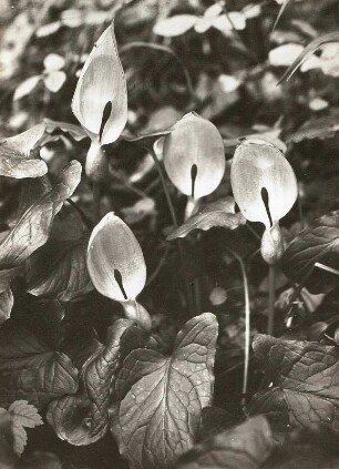Gefleckter Aronstab (Arum maculatum). Oberes Triebischtal