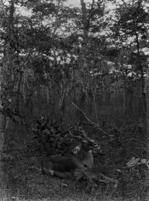Erlegte Impala-Antilope : Erlegte Impala-Antilope.