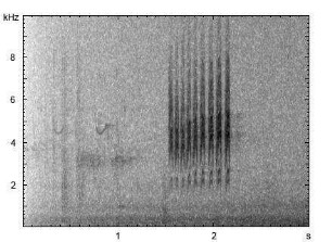 Blaumeise | Cyanistes caeruleus - Ruf