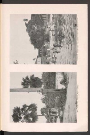 Der Greif unter Palmen, Pernambuco - [Fotografie]