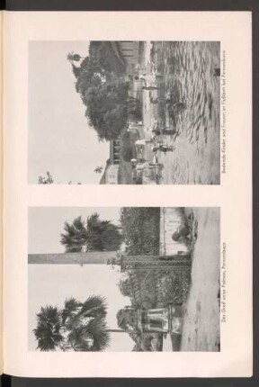 Der Greif unter Palmen, Pernambuco - [Fotografie]