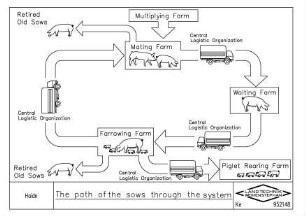 The path of the sows through the system