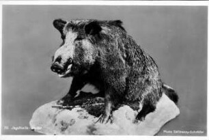 70. Jagdhalle: Keiler ; Internationale Pelz- und Jagd-Ausstellung, Leipzig 1930 ; 31. Mai - 30. September