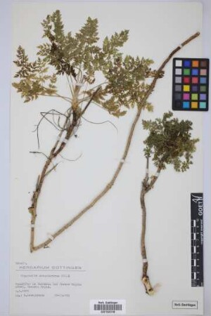 Pimpinella anagodendron Bolle