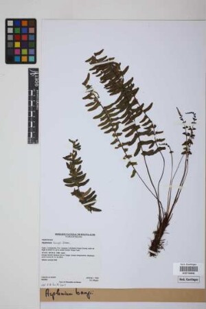Asplenium bangii Hieron.