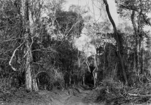 Wald : Weg durch einen dichten Wald in Brasilien.